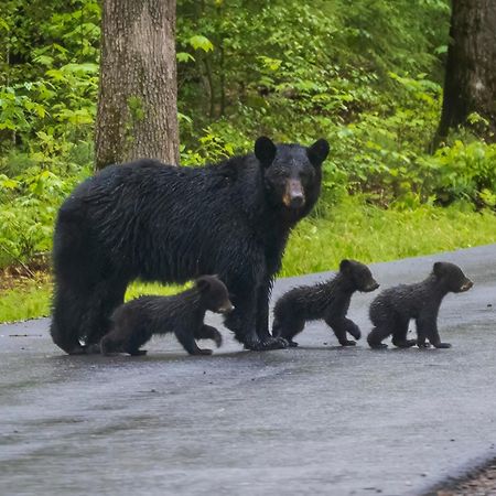 Lazy Bear Lodge, Hot Tub, Resort Pool, Wifi, 1089 Free Tickets Each Paid Day, Dollywood And More Gatlinburg Buitenkant foto