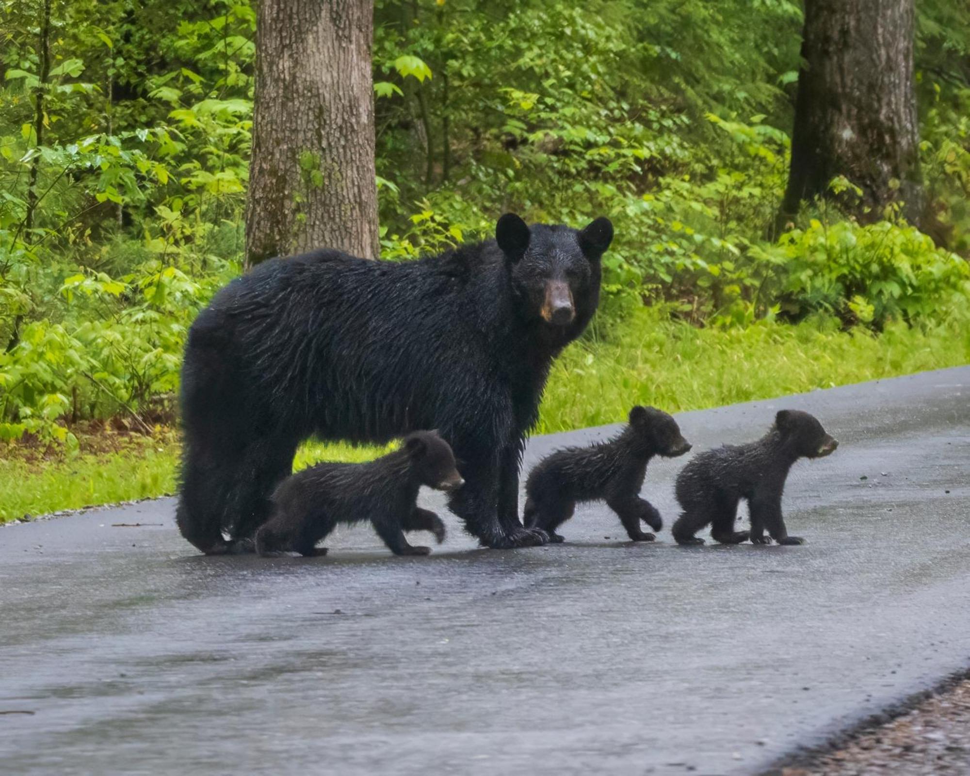 Lazy Bear Lodge, Hot Tub, Resort Pool, Wifi, 1089 Free Tickets Each Paid Day, Dollywood And More Gatlinburg Buitenkant foto
